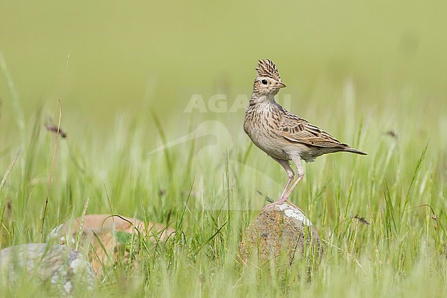 Oriental Skylark (Alauda gulgula inconspicua) perched in tall gras stock-image by Agami/Ralph Martin,