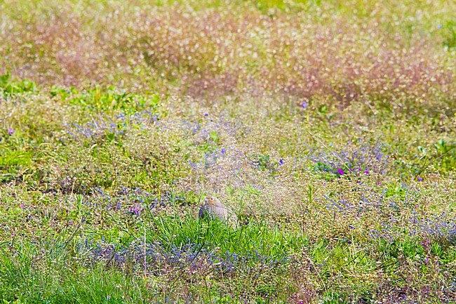 Grey Partridge, Perdix perdix male sitting in flower field stock-image by Agami/Menno van Duijn,