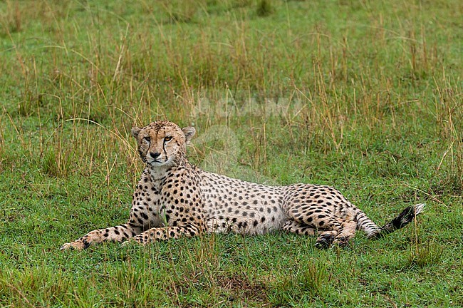 Portrait of a cheetah, Acinonyx jubatus, resting. Masai Mara National Reserve, Kenya. stock-image by Agami/Sergio Pitamitz,