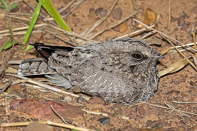 Sickle-winged Nightjar (Eleothreptus anomalus) in Paraguay. Resting on the ground at night. stock-image by Agami/Pete Morris,