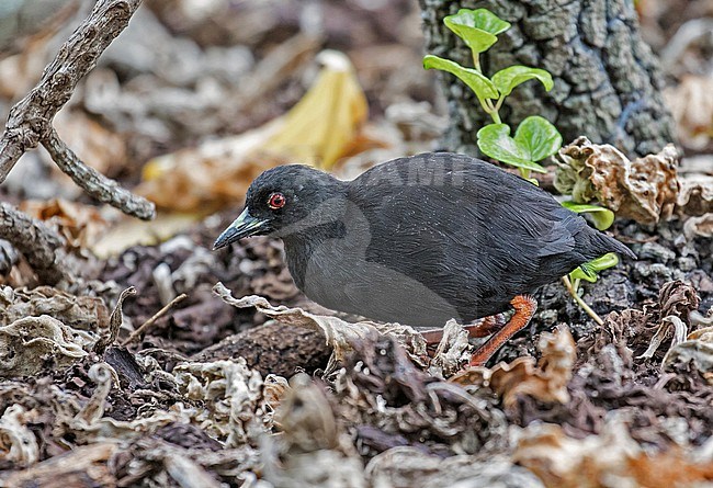 Henderson Crake (Zapornia atra), an endemic flightless bird species to Henderson Island, Part of the Pitcairn Islands group, in the southeast Pacific Ocean. Also known as red-eyed crake. stock-image by Agami/Pete Morris,