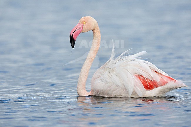 Greater Flamingo (Phoenicopterus roseus), side view of an adult in the water, Lazio, Italy stock-image by Agami/Saverio Gatto,