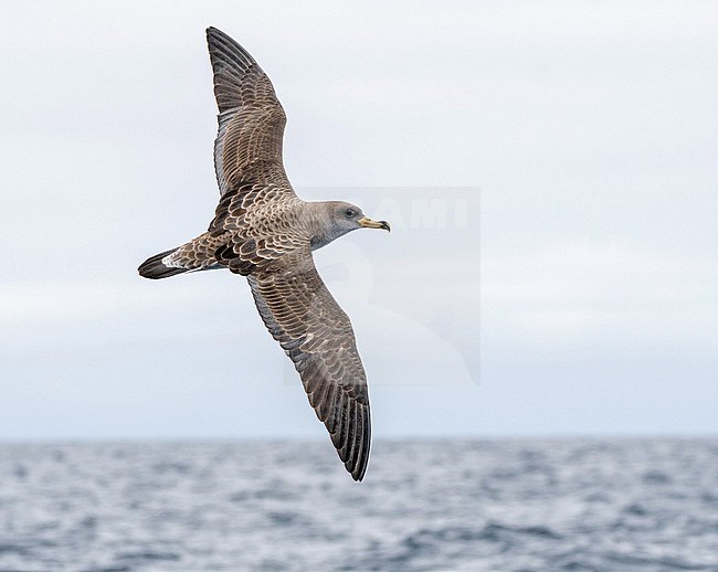 Cory's shearwater (Calonectris borealis) on the Azores archipelago, Portugal. stock-image by Agami/Pete Morris,