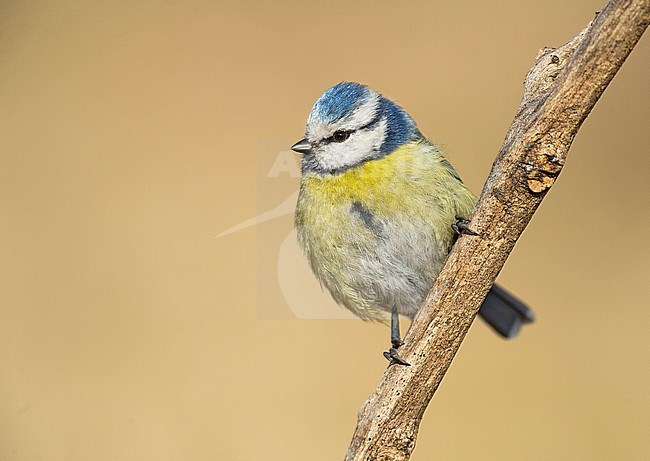 Pimpelmees, Blue Tit stock-image by Agami/Alain Ghignone,