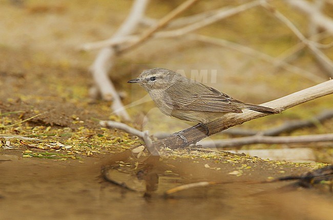 Plain Leaf Warbler (Phylloscopus neglectus) at Al Abraq - Kuwait. stock-image by Agami/Aurélien Audevard,