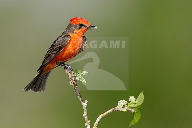 Adult breeding plumaged Vermilion flycatcher (Pyrocephalus obscurus)
Riverside Co., California, USA
April 2018 stock-image by Agami/Brian E Small,