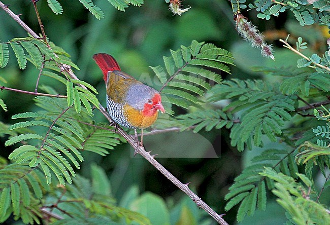 Green-winged pytilia (Pytilia melba) stock-image by Agami/Pete Morris,