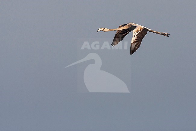 Greater Flamingo - Rosaflamingo - Phoenicopterus roseus, France, 1st cy in flight stock-image by Agami/Ralph Martin,