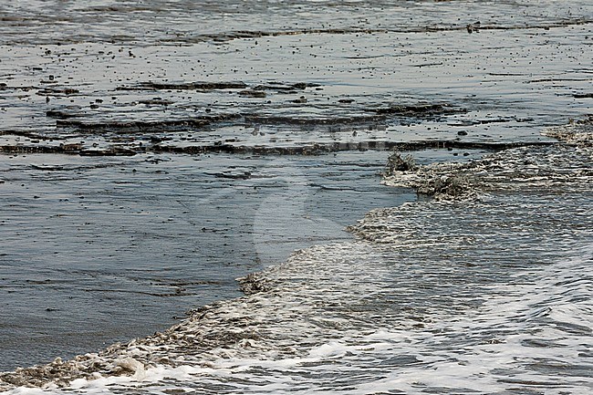 Drooggevallen Waddenzee bij Schiermonnikoog; Dried up Wadden Sea at Schiermonnikoog stock-image by Agami/Marc Guyt,