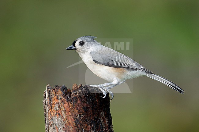 Adult 
Harris Co., TX
September 2014 stock-image by Agami/Brian E Small,