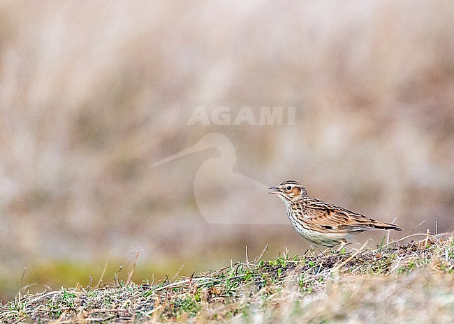 Wood Lark (Lullula arborea) in dunes of Berkheide, Katwijk, Netherlands. Singing standing on the ground. stock-image by Agami/Marc Guyt,