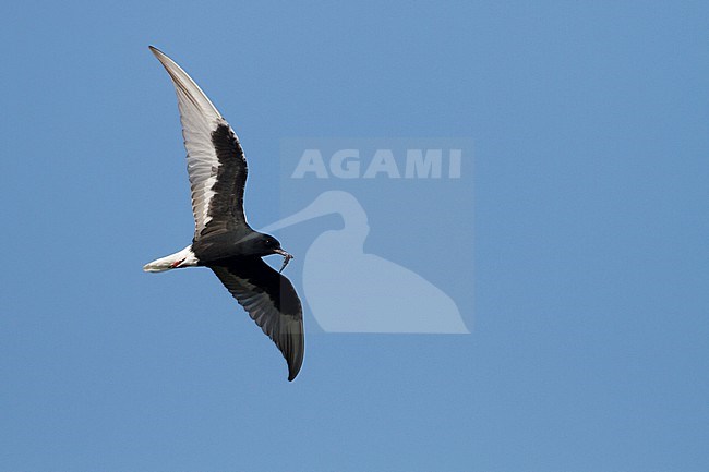 White-winged Tern - Weissflügel-Seeschwalbe - Chlidonias leucopterus, Poland, adult stock-image by Agami/Ralph Martin,