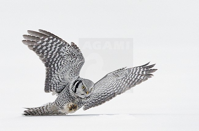 Hawk Owl (Surnia ulula) Kuusamo Finland February 2016 stock-image by Agami/Markus Varesvuo,