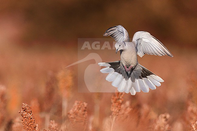 Collared Dove, Streptopelia decaocto, in Italy. stock-image by Agami/Daniele Occhiato,