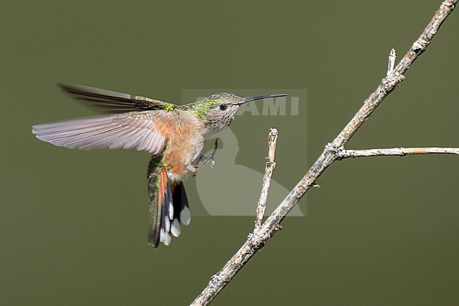 Adult female
Boulder Co., CO
June 2023 stock-image by Agami/Brian E Small,