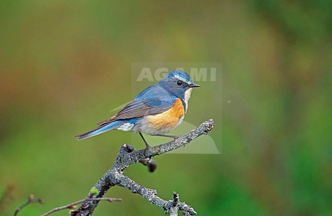 Adult male Red-flanked Bluetail perched on branch; Volwassen man Blauwstaart zittend op een tak stock-image by Agami/Markus Varesvuo,