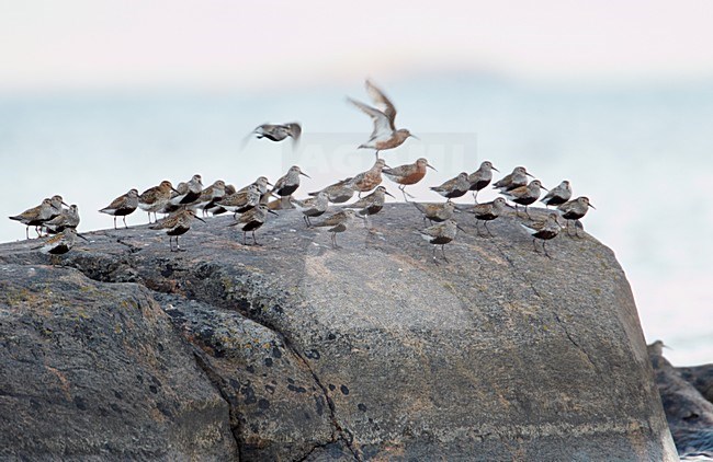 Groep Bonte Strandlopers op rotskust; Group of Dunlins on rocky shore stock-image by Agami/Markus Varesvuo,