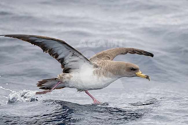 Cory's shearwater (Calonectris borealis) on the Azores archipelago, Portugal. stock-image by Agami/Pete Morris,