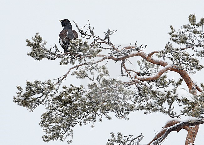 Capercaillie (Tetrao urogallus) Kuusamo Finland February 2008 stock-image by Agami/Markus Varesvuo,