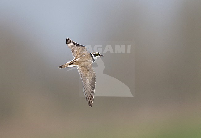Adult male Little Ringed Plover (Charadrius dubius) flying, showing upperside stock-image by Agami/Ran Schols,
