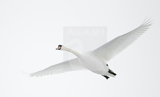 Knobbelzwaan in de vlucht; Mute swan in flight stock-image by Agami/Markus Varesvuo,