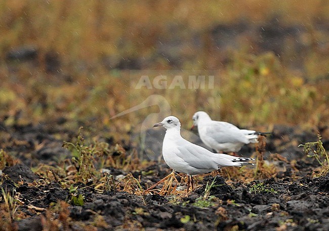 Mediterranean Gull (Ichthyaetus melanocephalus), second winter standing in a field during autumn, seen from the side. stock-image by Agami/Fred Visscher,