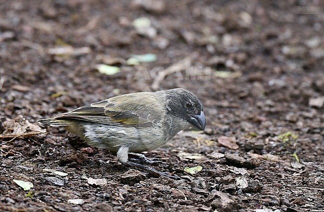 Large Tree Finch (Camarhynchus psittacula) on the Galapagos islands. stock-image by Agami/Laurens Steijn,