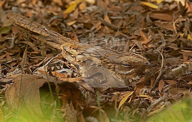 Red-necked Nightjar (Caprimulgus ruficollis) at Oued Massa, Morocco stock-image by Agami/Eduard Sangster,