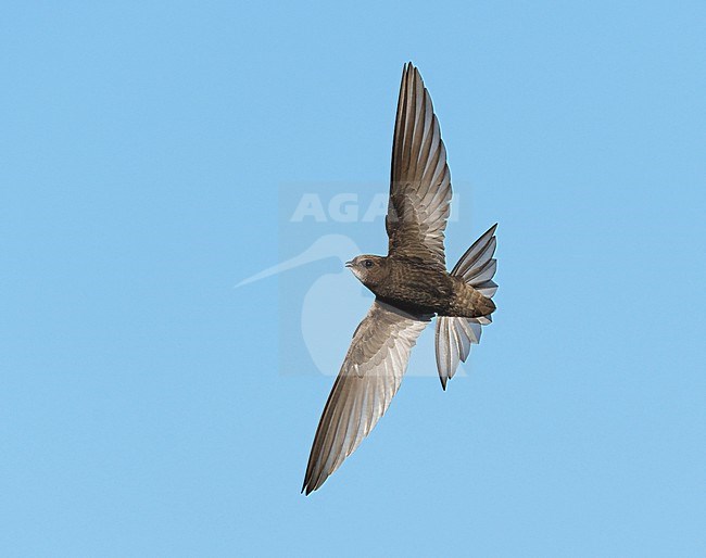Banking and breaking Common Swift (Apus apus) flying against a blue sky showing underside and wings fully spread foraging and hunting on arial insects stock-image by Agami/Ran Schols,