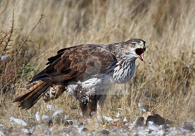 Havikarend, Bonelli's Eagle (Hieraetus fasciatus) Spain March 2009 stock-image by Agami/Markus Varesvuo,