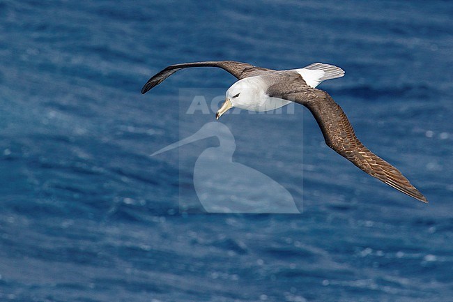 Black-browed Albatross (Thalassarche melanophris) flying over the ocean searching for food near South Georgia Island. stock-image by Agami/Glenn Bartley,