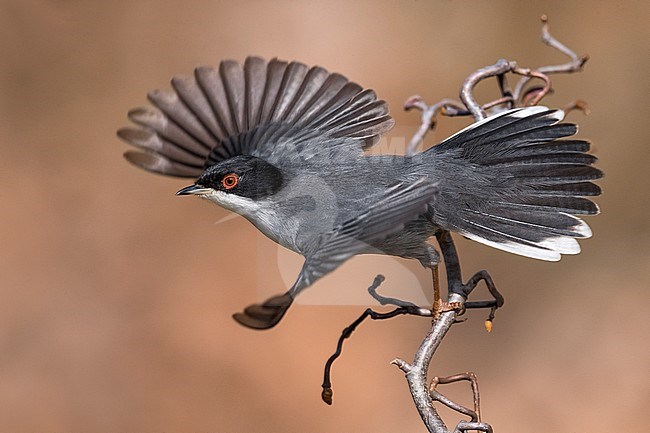 Male Sardinian Warbler stock-image by Agami/Daniele Occhiato,