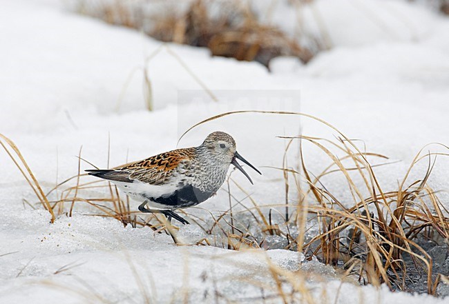 Roepende adulte Bonte Strandloper in de sneeuw; calling adult Dunlin in the snow stock-image by Agami/Markus Varesvuo,