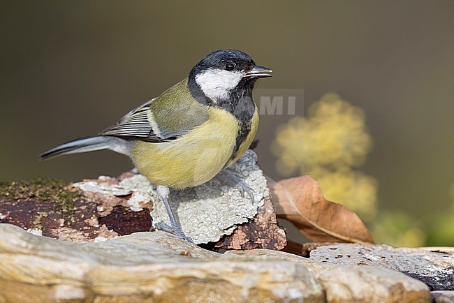 Great Tit (Parus major aphrodite), adult perched on a piece of a bark, Campania, Italy stock-image by Agami/Saverio Gatto,