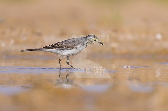 Citrine wagtail, Motacilla citreola, at the edge of a pond in the desert. stock-image by Agami/Sylvain Reyt,