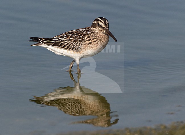 Broad-billed Sandpiper (Limicola falcinellus) foraging in a freshwater pool during autumn migration on Lesbos, Greece. stock-image by Agami/Karel Mauer,