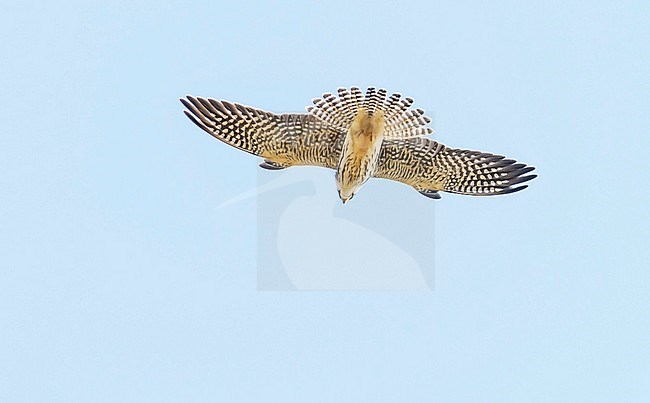 Roodpootvalk;Red-footed Falcon;Falco vespertinus; stock-image by Agami/Hans Gebuis,