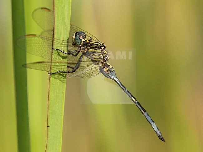 Mannetje Orthetrum icteromelas, Male Spectacled Skimmer stock-image by Agami/Wil Leurs,