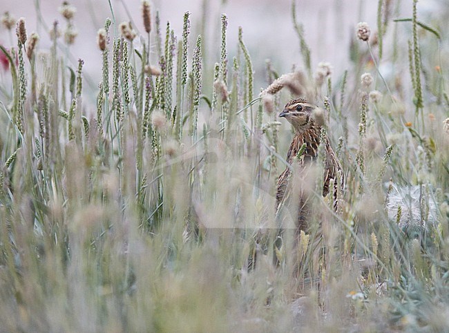 Kwartel, Common Quail stock-image by Agami/Markus Varesvuo,