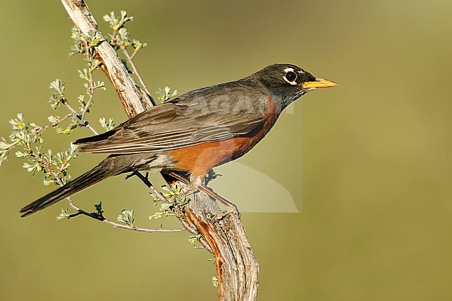 Adult male
Lake Co., OR
June 2008 stock-image by Agami/Brian E Small,