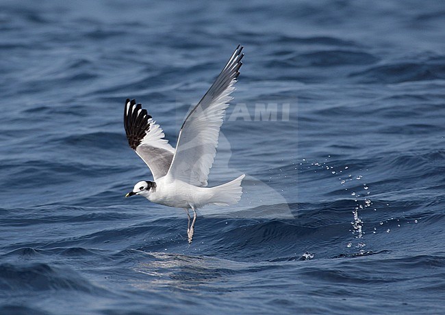 Non-breeding adult Sabine's Gull (Xema sabini) taking flight stock-image by Agami/Mike Danzenbaker,