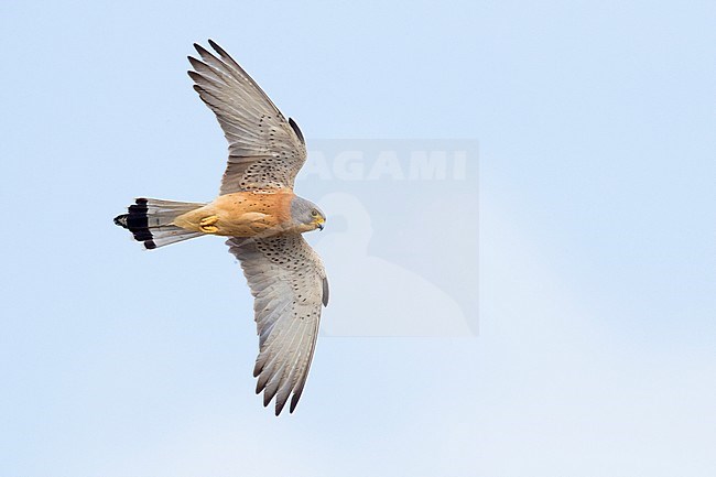 Lesser Kestrel (Falco naumanni), adult male in flight seen from below in Matera stock-image by Agami/Saverio Gatto,