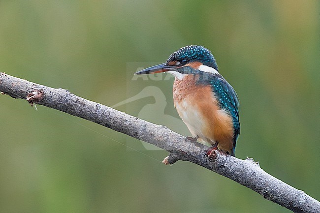 Common Kingfisher (Alcedo atthis) perched on a branch stock-image by Agami/Daniele Occhiato,