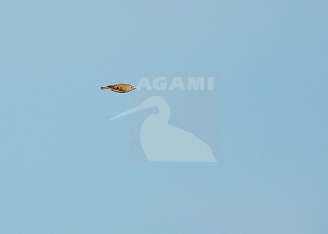 Goldcrest in flight during migration time in the Netherlands, against a blue sky. stock-image by Agami/Ran Schols,