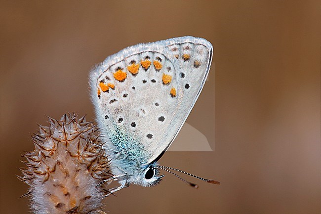 Icarusblauwtje / Common Blue (Polyommatus icarus) stock-image by Agami/Wil Leurs,