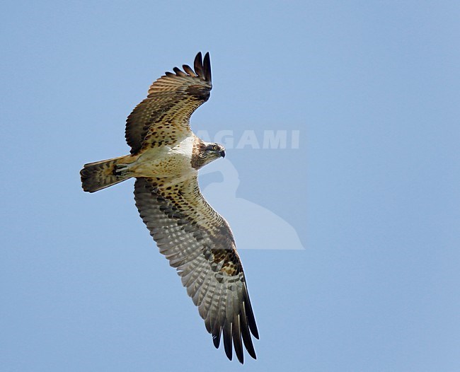 Flying Osprey on a spring day in Belgium. stock-image by Agami/Ran Schols,