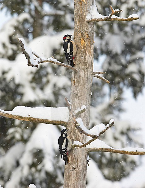 Great Spotted Woodpecker climbing tree in winter; Grote bonte Specht tegen boom klimmend in de winter stock-image by Agami/Markus Varesvuo,