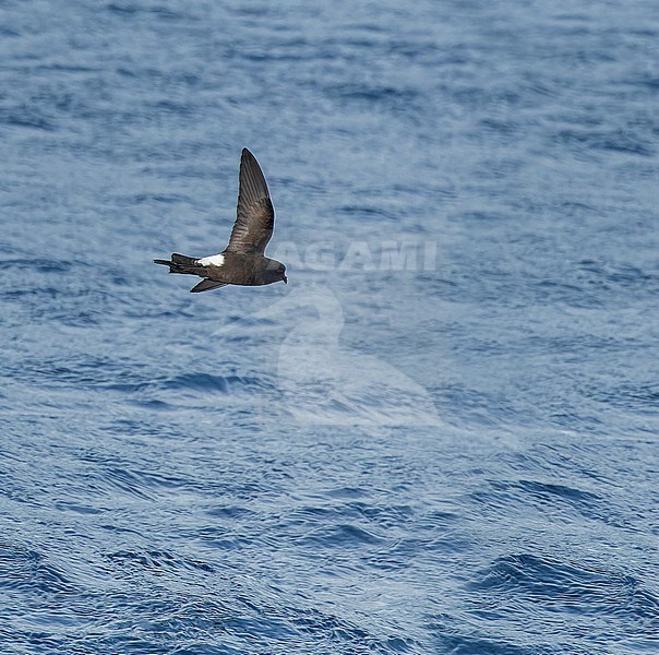 Fuegian Storm Petrel (Oceanites (oceanicus) chilensis) in southern Argentina. stock-image by Agami/Martijn Verdoes,