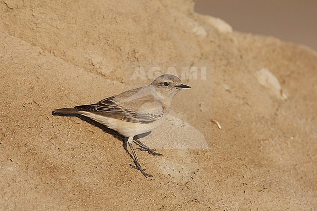 Desert Wheatear, Woestijntapuit, Oenanthe deserti stock-image by Agami/Arie Ouwerkerk,