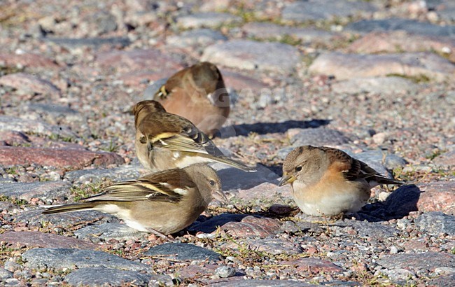 Vrouwtje Vink foeragerend met Keep; Foraging female Common Chaffinch with Brambling stock-image by Agami/Markus Varesvuo,